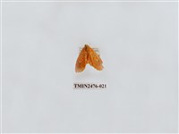 藏品(華麗美苔蛾)的圖片